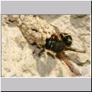 E-Odynerus spinipes w24 beim Schornsteinbau.jpg